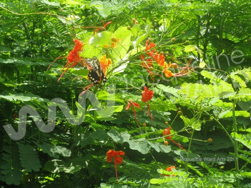 Flowers and Butterflies