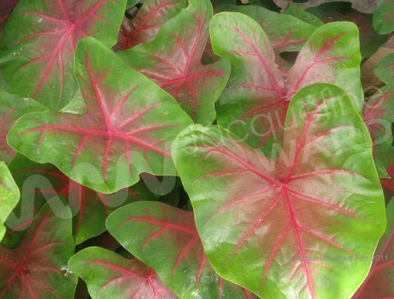 African Foliage