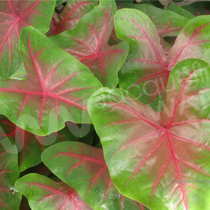 African Foliage
